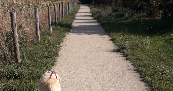 anne-sophie pet sitter à LA CHEVROLIERE 44118_8