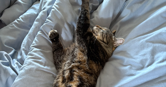 ilona pet sitter à PARIS 09 75009_0
