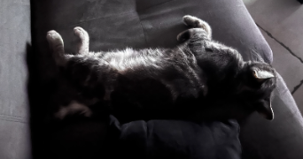 florence pet sitter à ST SYMPHORIEN SUR COISE 69590_3