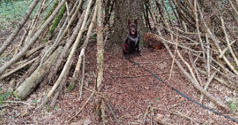 Delphine dog sitter à VAUX LE PENIL 77000_2