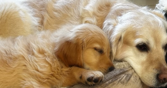 caroline pet sitter à VILLIERS ST FREDERIC 78640_4