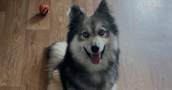 marie pet sitter à VILLENAVE D ORNON 33140_4