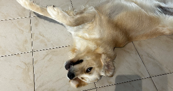ophélia pet sitter à TOULOUSE 31200_1