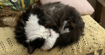 laure pet sitter à MONTROUGE 92120_3