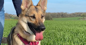 lison pet sitter à LILLE 59800_1