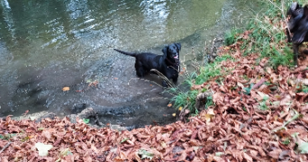 mélanie pet sitter à LOUVIERS 27400_1