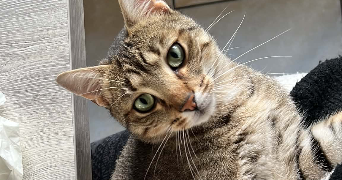 sabah pet sitter à GEX 01170_2