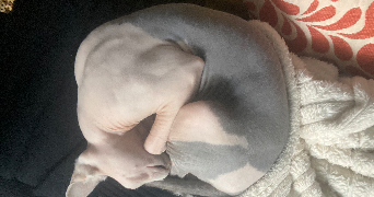 hélène pet sitter à MANAGE 7170_5