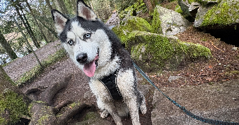 margaux pet sitter à DONCHERY 08350_1
