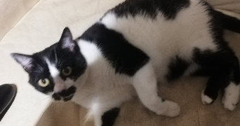 tugdual pet sitter à AIX EN PROVENCE 13100_2