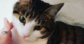 annabelle pet sitter à LIVRY SUR SEINE 77000_1