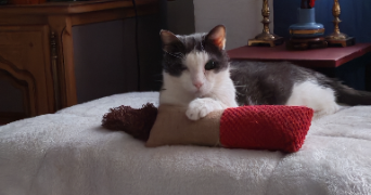 léa pet sitter à VITROLLES 13127_1