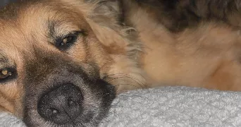 florent pet sitter à GUILHERAND GRANGES 07500