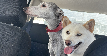 sonia pet sitter à BOUCOIRAN ET NOZIERES 30190_7