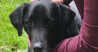 benoit pet sitter à BURES SUR YVETTE 91440_2