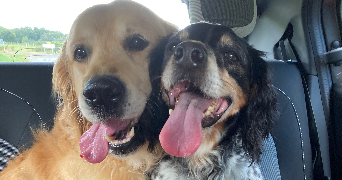 anouk pet sitter à MONTREUIL 93100_1