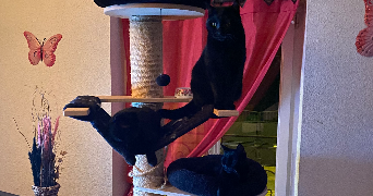 Linda pet sitter à Varangéville 54110_9