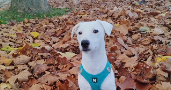 manon pet sitter à ST LO 50000_0