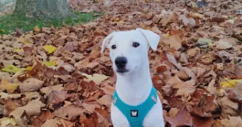 manon pet sitter à ST LO 50000