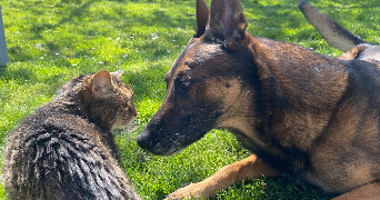 julia pet sitter à ST PATHUS 77178_8