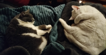 sabine cat sitter à LES ANDELYS 27700_5