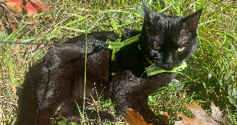 chloé pet sitter à Rennes 35510_6