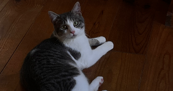 benjamin pet sitter à CAEN 14000_4