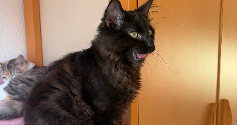 maia pet sitter à HAILLICOURT 62940_4