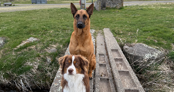 nina pet sitter à NOUZILLY 37380_7