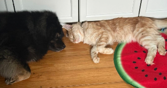 capucine pet sitter à CHARMAUVILLERS 25470_3