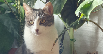 céline pet sitter à BRUNOY 91800_3