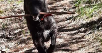 ana pet sitter à VALDEROURE 06750_6