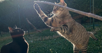 jeanne pet sitter à ROMANS SUR ISERE 26100_6