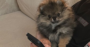 léa dog sitter à MALAUNAY 76770_6