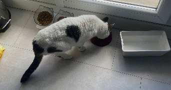 alice pet sitter à ST ETIENNE 42000_5