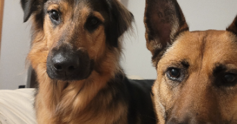 ermeline pet sitter à SAUSSENAC 81350_2