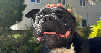 marie pet sitter à Villieu-loyes-mollon 01800_3