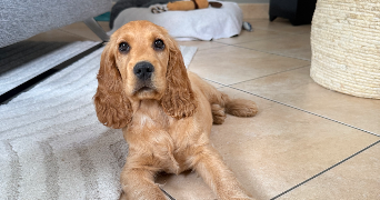 anna pet sitter à LANGUIDIC 56440_1