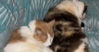 lea  pet sitter à VAL DE VIRVEE 33240_1