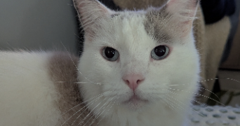 mo pet sitter à CRECY LA CHAPELLE 77580_1