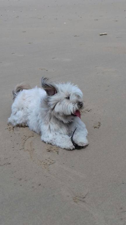 emma  pet sitter à Bordeaux 33440_3