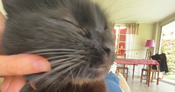 amaia pet sitter à BAYONNE 64100_2