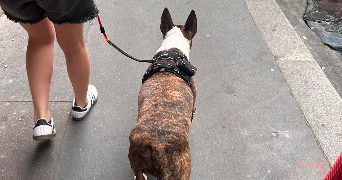 nicoly pet sitter à PARIS 16 75016_9