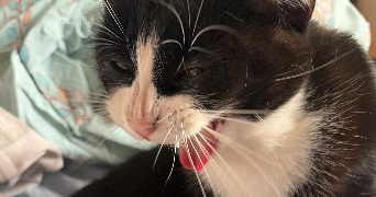 mariia pet sitter à Château-Thierry 02400_3