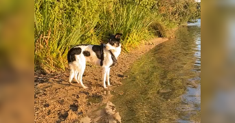 anaelle pet sitter à LIVRY GARGAN 93190_6