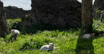 ambre pet sitter à TOULOUSE 31000_0