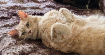 vanessa pet sitter à BARBY 73230_2