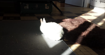 julien pet sitter à FOUGERES 35300_1