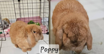 laurette pet sitter à PAU 64000_8