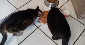 céréna pet sitter à ECOUST ST MEIN 62128_3
